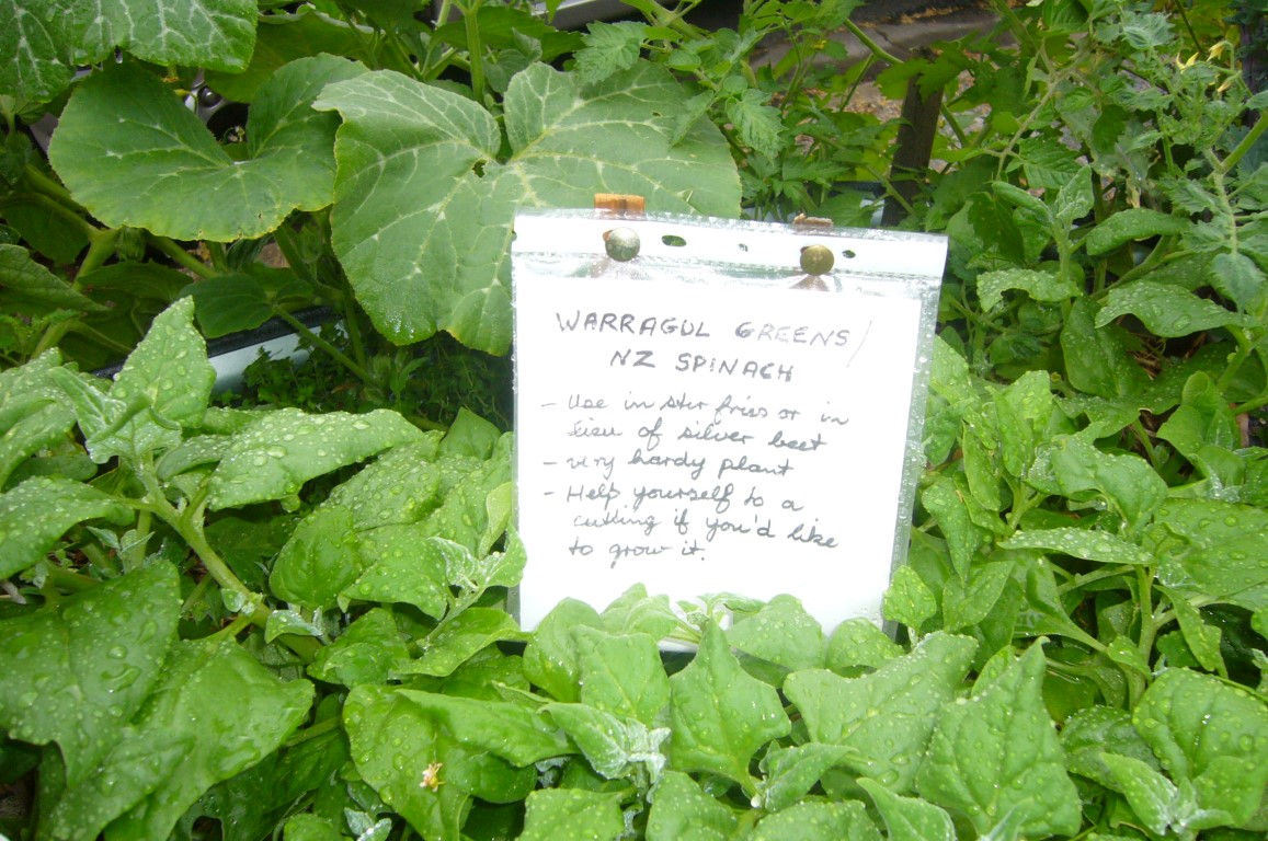 warrigal greens