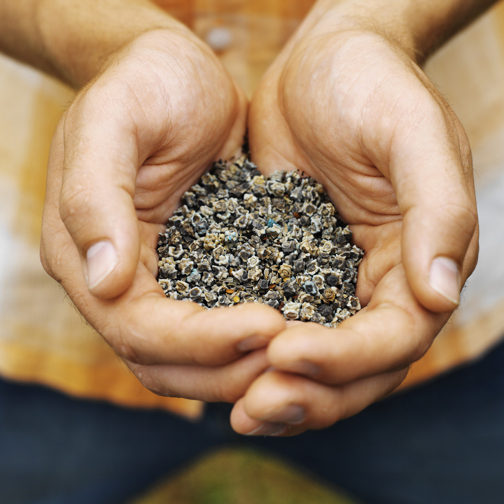 A man's outstretched hands showing gardening seeds