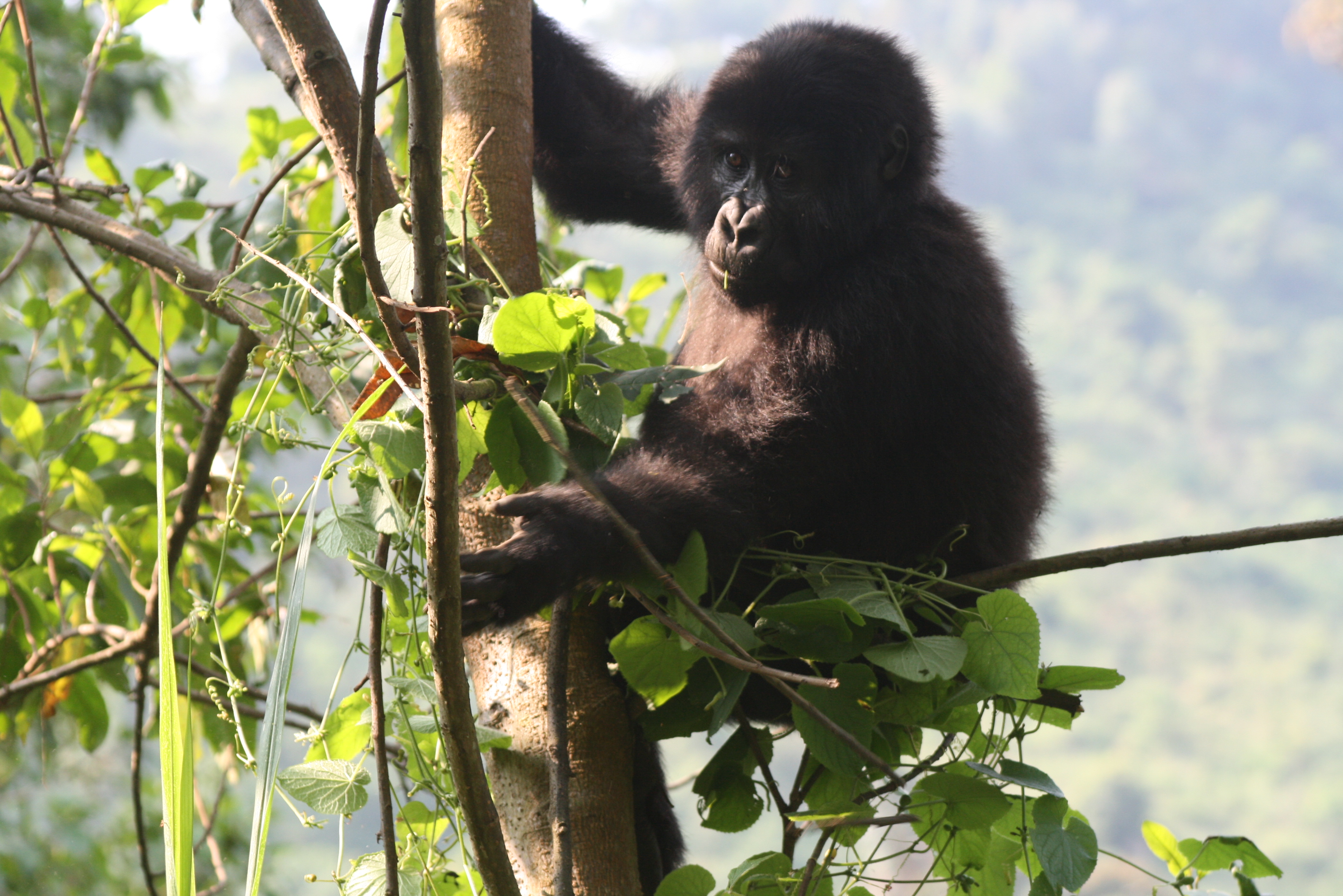 BwindiGorillas (33)
