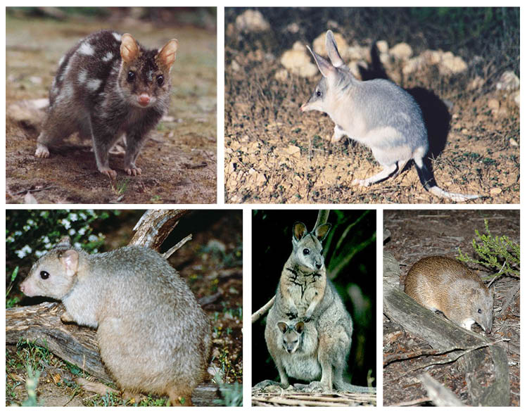 animals