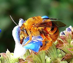 Teddy Bear Bee (by Louise Docker - Creative Common 2.0)
