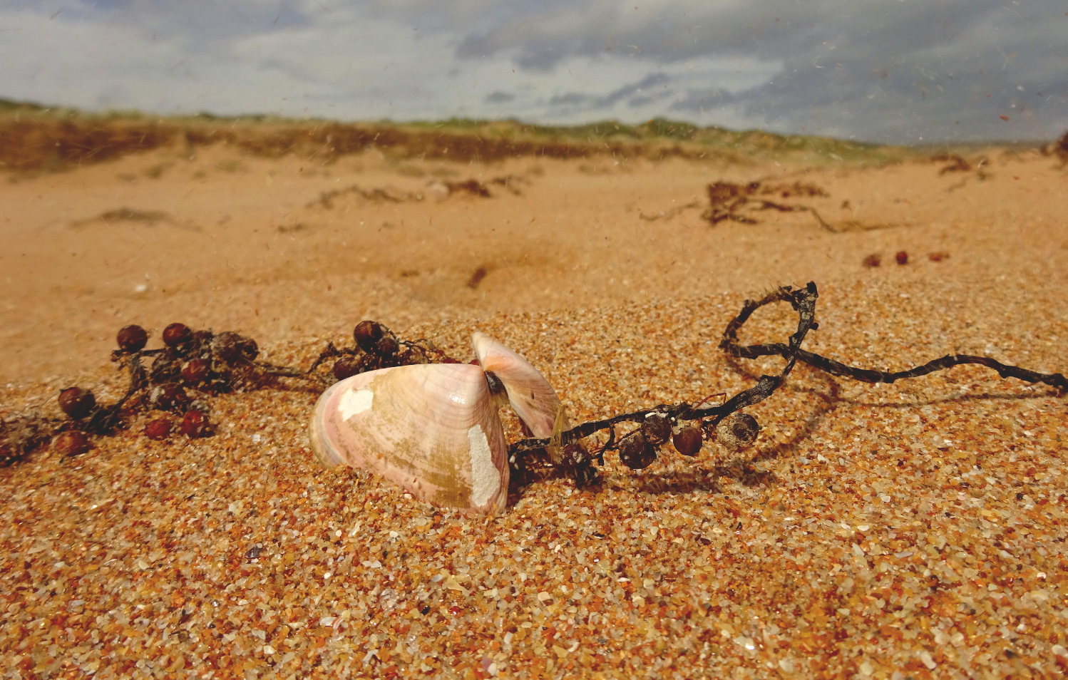 butterflyshell_waitpainga