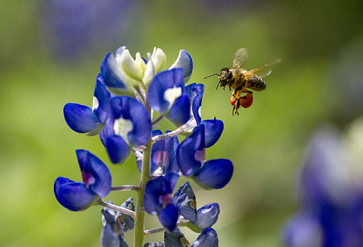 Honey Bee on Texas Bluebonnet