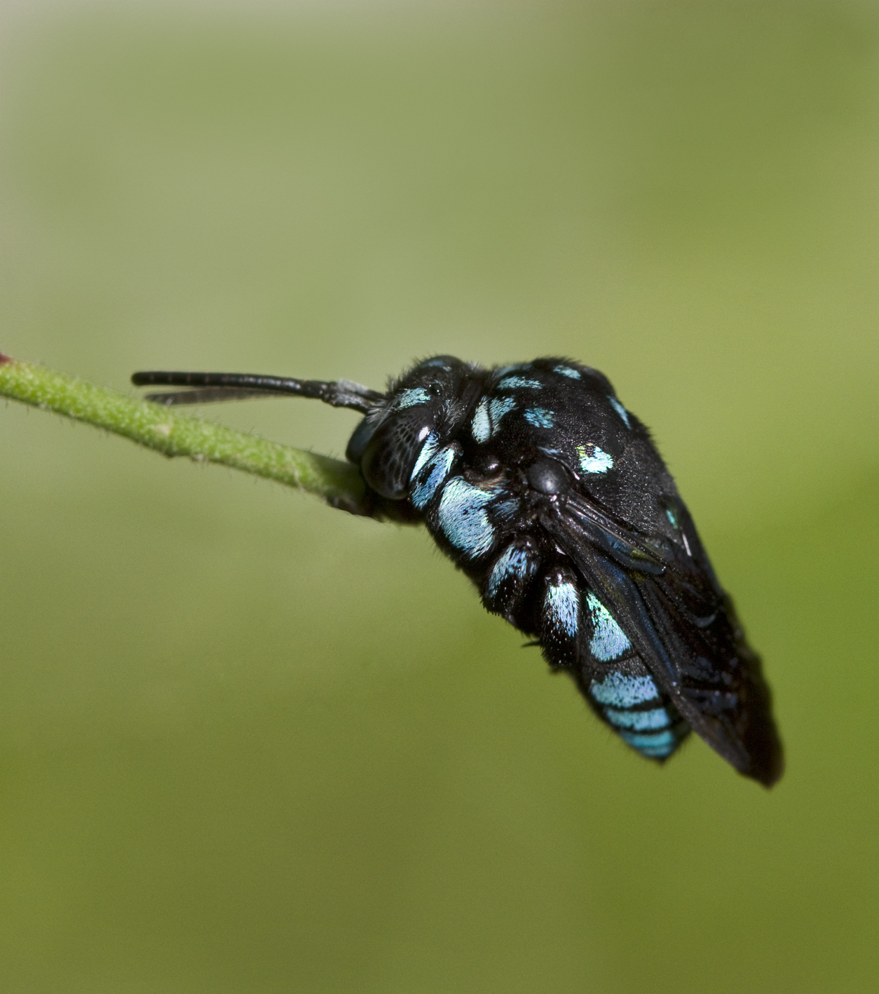 The Australian Cloak and Dagger Cuckoo Bee use other bee species to raise its offspring. Photo by aussiegall (CC by 2.0)