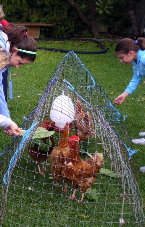 https://sustainablecommunitiessa.files.wordpress.com/2012/08/post-chickens1.jpg?w=191