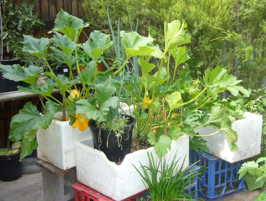 zuchini