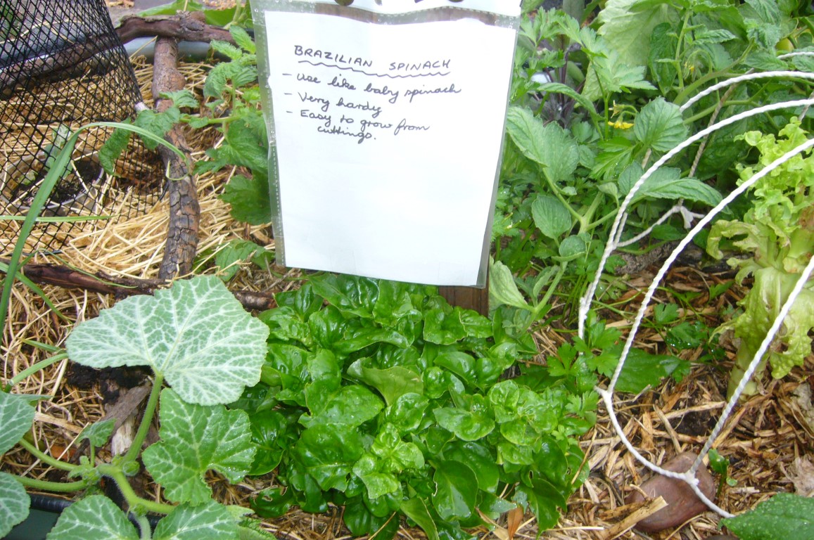brazillian spinach